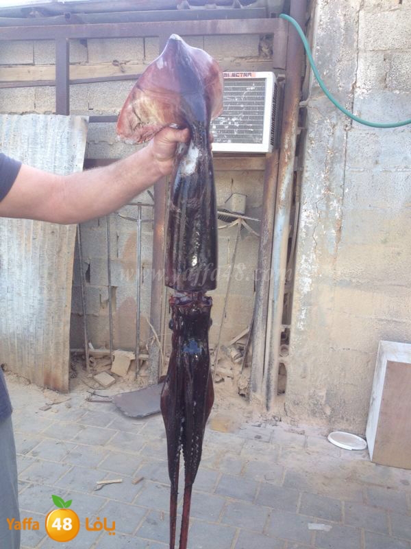 kalmary 3emad katta (3).jpg